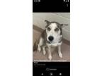 Adopt Mariah a German Shepherd Dog, Siberian Husky