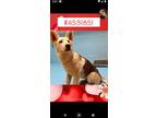 Adopt Snow Cera a German Shepherd Dog