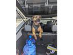 Adopt Mishka a German Shepherd Dog