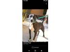 Adopt Megan a Pit Bull Terrier