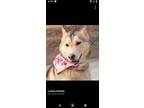 Adopt Sierra a Husky