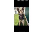 Adopt Coco 2 a German Shepherd Dog