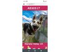 Adopt Alisha - FOSTER NEEDED! a Husky, German Shepherd Dog