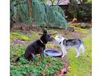 Adopt Lulu a Siberian Husky