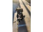 Adopt Cher a Labrador Retriever