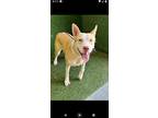 Adopt Kylie a Siberian Husky