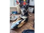 Adopt Penny (Dottie) a Husky, German Pinscher
