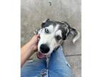 Adopt Blue a Siberian Husky