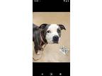 Adopt Vida - FOSTER NEEDED! a Pit Bull Terrier