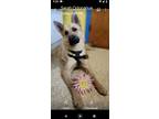 Adopt Layla a German Shepherd Dog