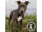 Adopt Pearl a American Staffordshire Terrier