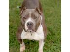 Adopt Beatrice a American Staffordshire Terrier