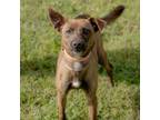 Adopt Kiwi a Terrier