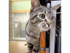 Adopt Lola a Domestic Short Hair