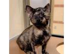 Adopt Lilly a Domestic Short Hair