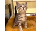 Adopt Edwina a Domestic Short Hair