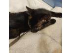 Adopt Stardust a Domestic Short Hair