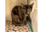 Adopt Pebbles a Domestic Short Hair