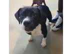 Adopt Isis a Mixed Breed