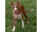 Adopt Velma a Pit Bull Terrier