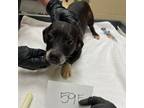 Adopt Squish (59F) a Mixed Breed