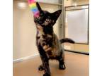 Adopt Lovey a Domestic Short Hair