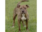 Adopt Rose a Mountain Cur