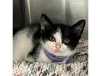 Adopt Gidget a Domestic Short Hair