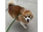 Adopt Polly a Pomeranian