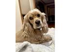 Adopt Mindy a Cocker Spaniel