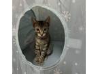 Adopt Janie a Domestic Short Hair, Manx