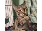 Adopt Marge Kelly a Domestic Short Hair