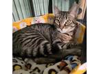 Adopt Joanie a Domestic Short Hair