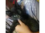 Adopt Matilda a Domestic Short Hair