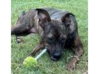 Adopt Isabella a Catahoula Leopard Dog, Dutch Shepherd