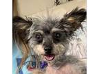 Adopt Squeaky a Terrier