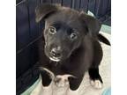 Adopt Bindy a Siberian Husky
