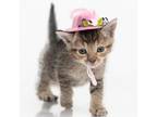 Adopt Sparkle (COH-A-10428) a Domestic Short Hair