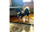 Adopt Buttercup a Pomeranian, Husky