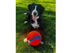 Adopt Peaches a Saint Bernard, Labrador Retriever