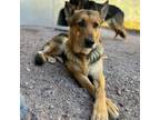 Adopt Jasmine a German Shepherd Dog