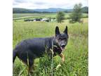 Adopt Raven a German Shepherd Dog