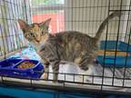 Adopt Calypso a Calico