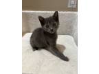 Adopt Allegra a American Shorthair