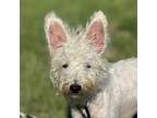 Adopt Catfish a West Highland White Terrier / Westie