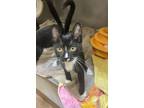 Adopt Rangoon a Domestic Short Hair
