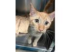 Adopt Damon a Domestic Short Hair