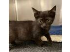 Adopt Dean (Petsmart) a Domestic Short Hair