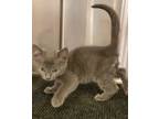 Adopt Winchester (Petsmart) a Domestic Short Hair