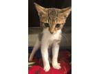 Adopt Rascal a Domestic Short Hair